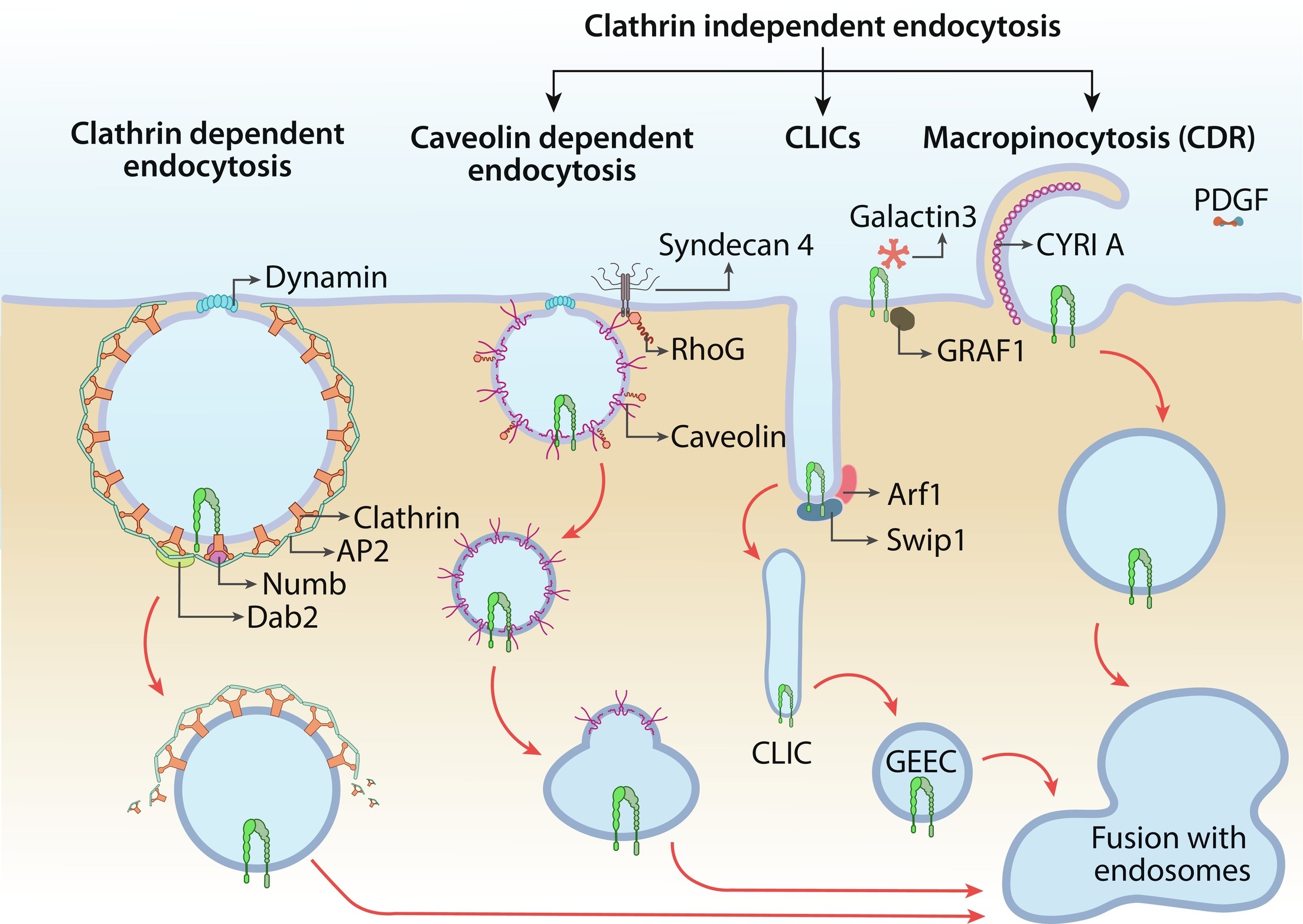 Integrin Receptor Internalization Pathways