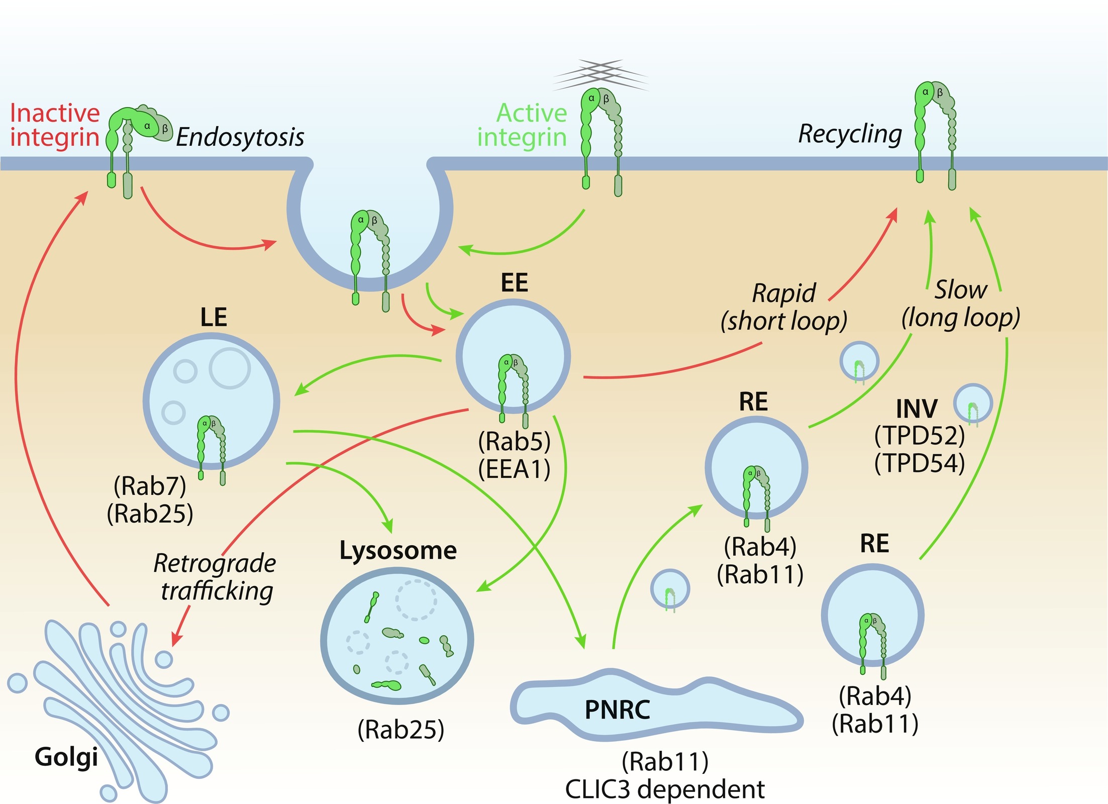Integrin Receptor Trafficking & Recycling Pathways